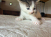 British shorthair cross kittens