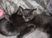 Beautiful, playful kittens for sale *READY NOW*