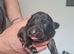 Chunky german shepherd puppies for sale