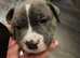 1 puppy left due to time wasters