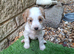 Jackapoo puppies for sale