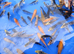 3-5" & 4-6" mixed koi, large koi. PLEASE SEE PRICING