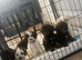 Fully health checked Cockapoo puppies