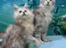 Exceptional TICA Registered Maine Coon Polydactyl Boys- NEUTERED