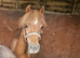 Chestnut welsh section A Colt