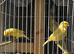 Proving Breeding pair Norwich canary