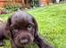 Sproker puppy's