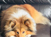 Sable Shetland sheepdog stud boy