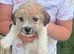 Miniature jack Russell puppies ready for there forever home