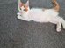 Maine coon kittens