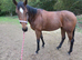 3yr old Bay tb filly 15.3