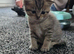 Scottish fold/Scottish straight kittens availible. Father is Tica registered