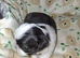 Imperial dobie shih tzu
