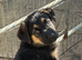 Beautiful Rottweiler cross German shepherd puppies