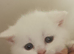 British shorthair/persian