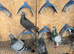 Racer pigeons