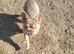 Female French bulldog