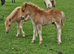 Registered shetland colt foal