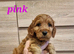 F1 Cockapoo puppies fully DNA tested parents