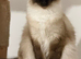Stunning seal point mitted ragdoll