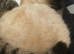 Chocolate colour point ragdoll female