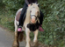 For sale henny 6yo cob mare