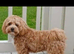 Absolutely stunning maltipoo boy