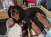 Looking  for ever home