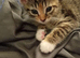 7 beautiful fun loving kittens looking for their forever loving home