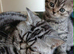 Bsh X Scotish straight kittens. Microchipped.