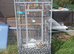 Large Parrot Cage &ndash; &pound;80
