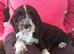 Gorgeous F1 cockapoo puppies