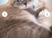 British shorthair Blue tabby boy