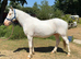 Connemara x Appaloosa