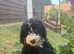 DNA health tests miniature Poodles