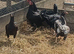 Pairs Cornish Game Bantam