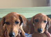 Females for sale