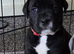 8 stunning Cane Corso looking for forever home
