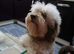 Cockapoo adult for rehoming