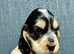 KC reg show type Cocker Spaniel Puppies from DNA tested parents