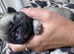 2 week old pedigree pug puppies