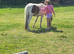 Little trotting pony for sale colt