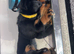 Ready to leave rear top champion kc Rottweiler puppies available