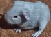 Beautiful gunea pigs for sale ready 12th JULY