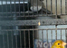 Canary&rsquo;s