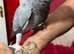Congo African grey Glasgow