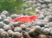 Cheap 15 Low Grade Red Shrimps, , comes with 10 Free Shrimps