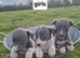 Whippet pups