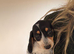 Isabella dachshunds