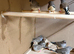 Zebra Finches